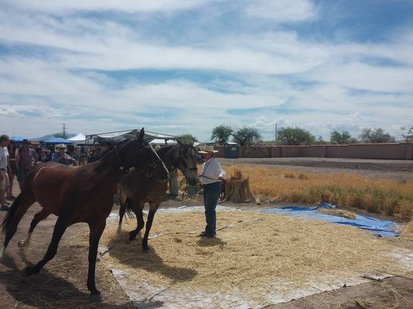 horse at San Ysidro Festival 2016