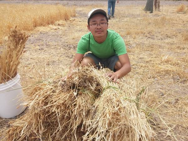 collecting wheat straw at San Ysidro Festival 2016