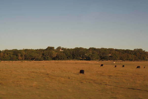 Texas cattle farm