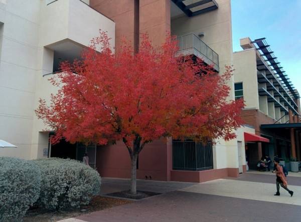 tree turning red, Dec 06, 2013