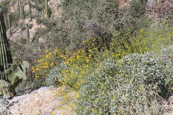 wildflowers along Sabino Canyon Phoneline trail, Mar 17, 2017