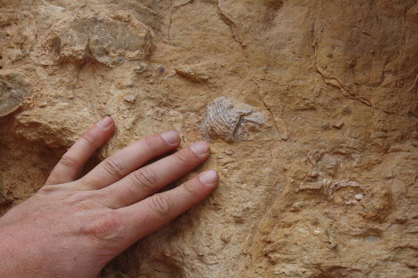 fossil along South Kaibab Trail, 12MAR2012