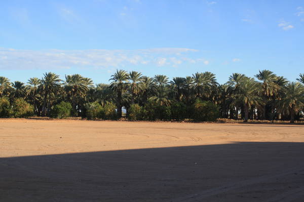 date palm trees in Dateland