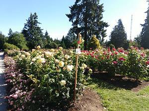 International Rose Test Garden