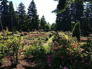 International Rose Test Garden