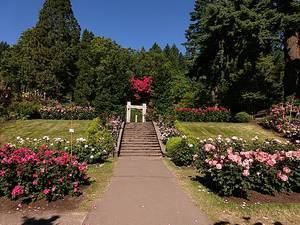 International Rose Test Garden