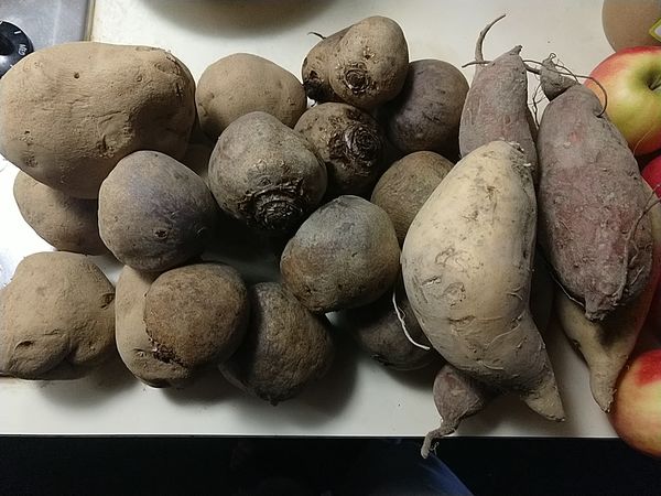 Tuckey's Farm, 2020-04-11, potatoes, sweet potatoes, and red beets