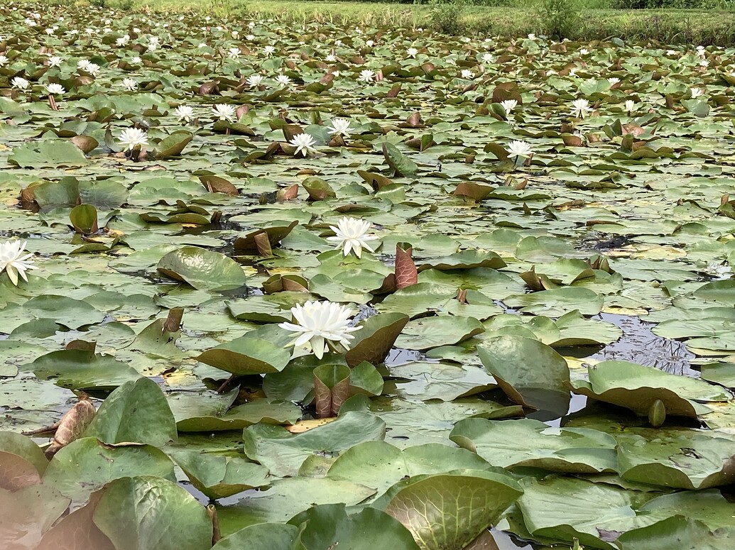 waterlily