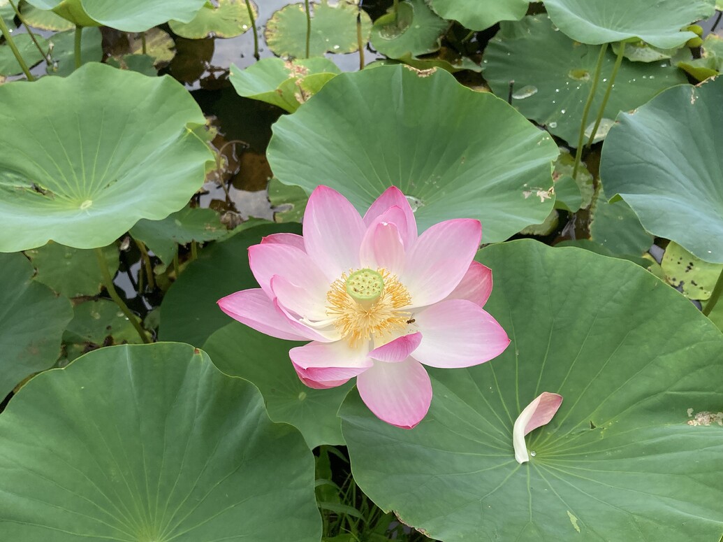 lotus