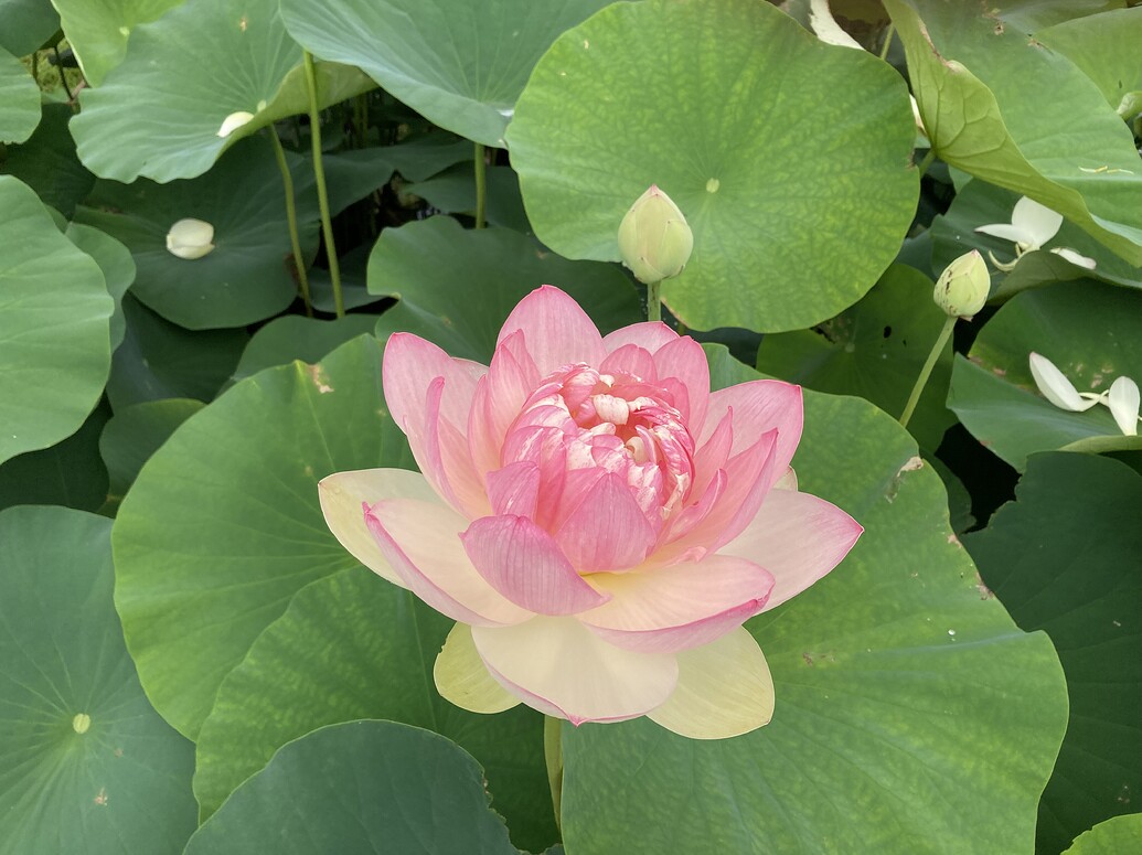 lotus