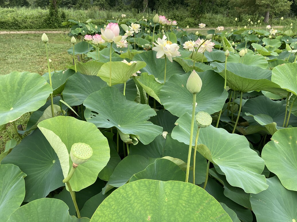 lotus pod