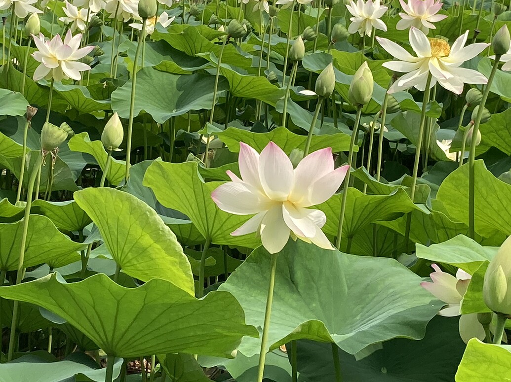 lotus