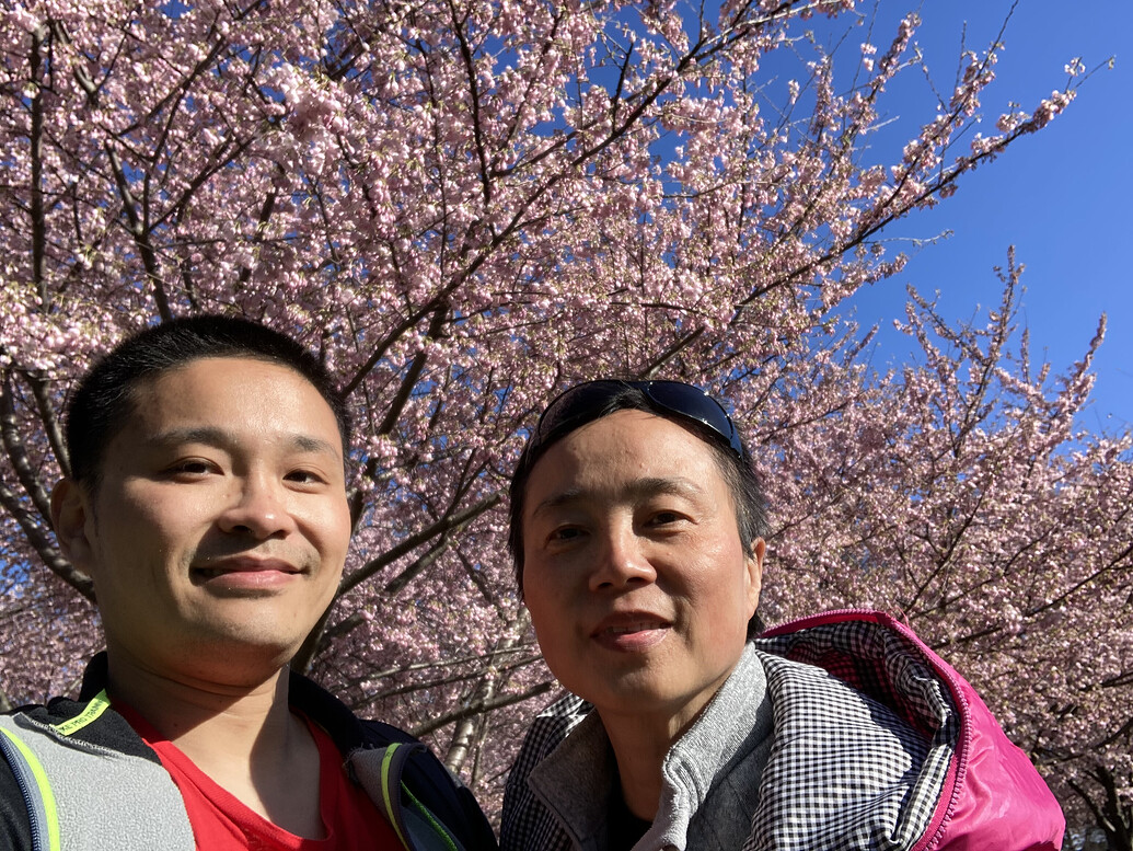 cheery blossoms at Fort McHenry