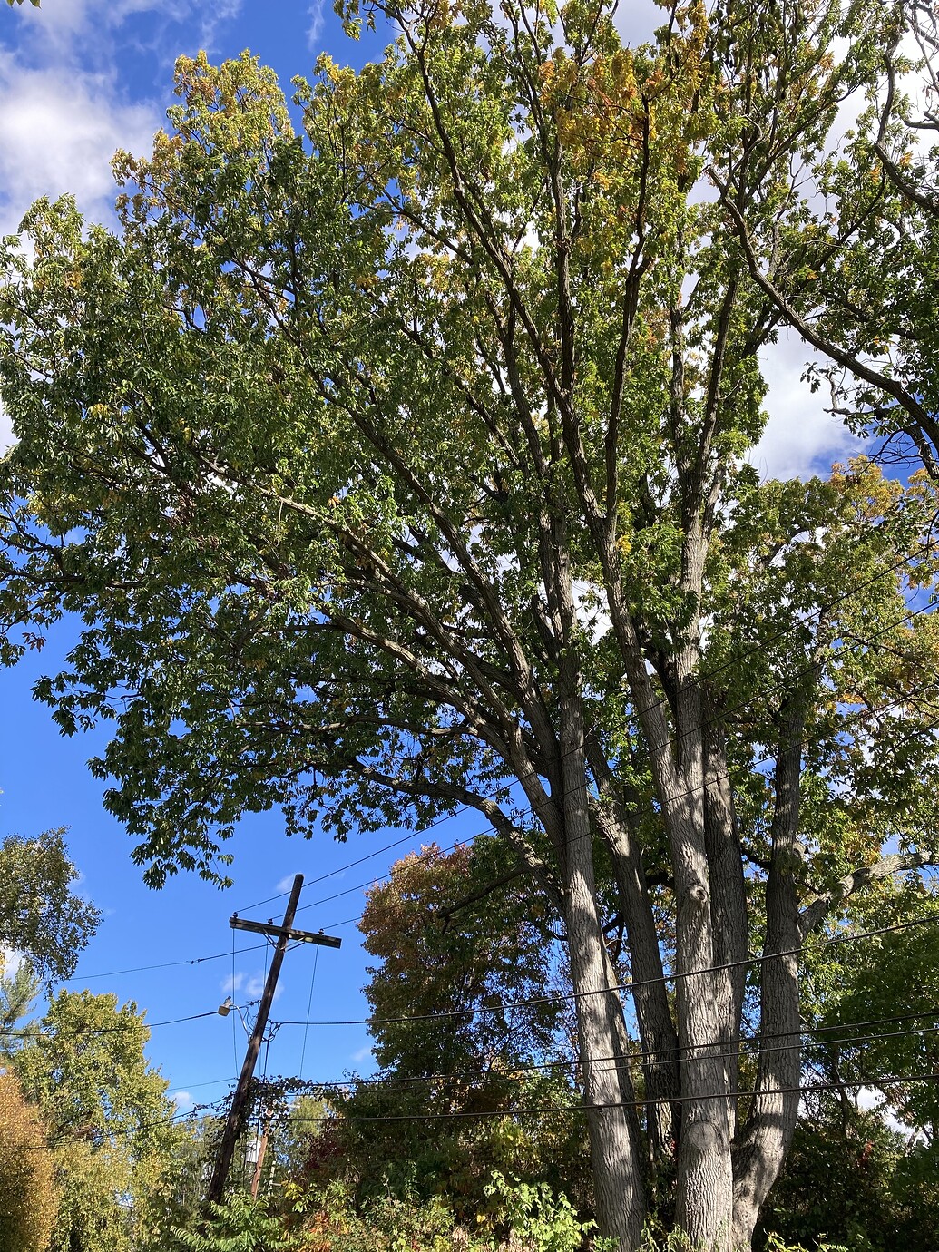 champion chestnut oak in Battery Kemble Park